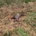 Dead Horses Found at Shelby Farms